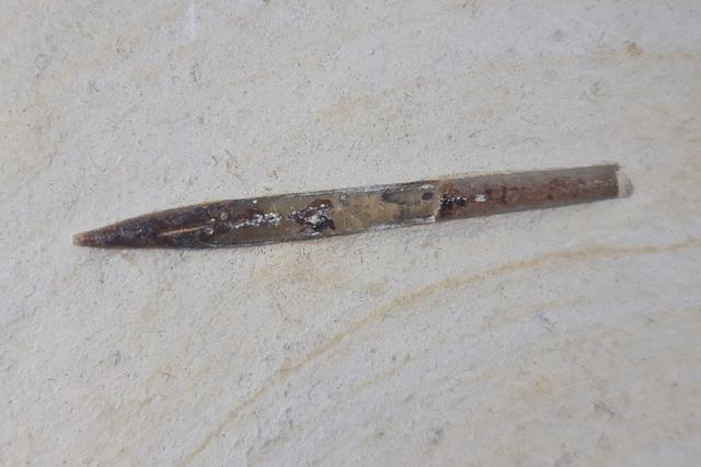 Hibolithes semisulcatus (M�NSTER 1830) - Bild &copy; FossNet FossilienStore